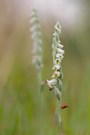 Herbst Drehwurz ( Spiranthes spiralis )