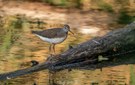 Waldwasserläufer