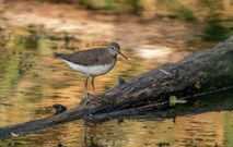 Waldwasserläufer