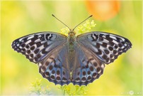 Kaisermantel - Argynnis paphia f. valesina