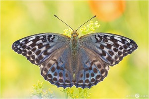 Kaisermantel - Argynnis paphia f. valesina