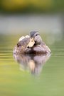 Stockente bei schönem Licht