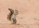 Kalahari Ground Squirell