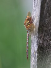 Braune Schönheit