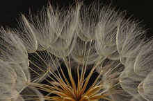 Wiesenbocksbart in farbig