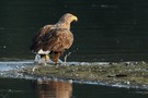 Seeadler