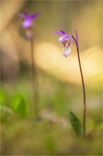 Calypso bulbosa