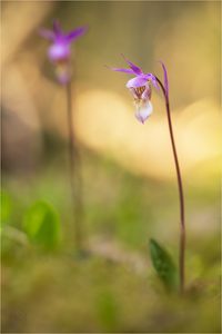 Calypso bulbosa