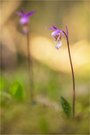 Calypso bulbosa