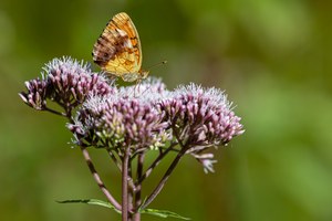 Schmetterling auf Wasserdost