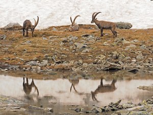 auf den Spuren der Steinböcke VII