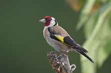 Distelfink – Stieglitz (Carduelis carduelis)