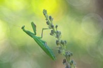 Altglasmantis