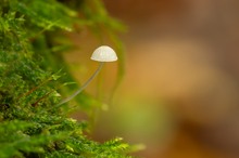 mycena mushroom