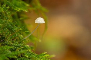 mycena mushroom