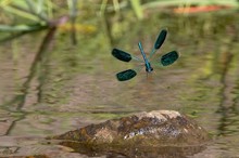 Prachtlibelle im Flug