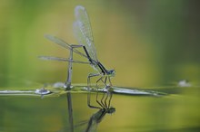 Weibchen einer Großen Pechlibelle (Ischnura elegans)