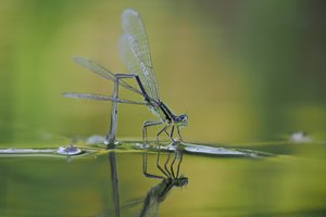 Weibchen einer Großen Pechlibelle (Ischnura elegans)