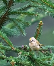 Goldhähnchen im Wald