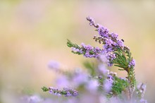 Die Heide winkt zum Abschied