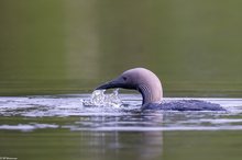 Wasser schöpfen