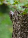 Baumläufer im Wald