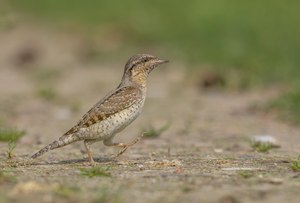 Wendehals bei Nahrungssuche