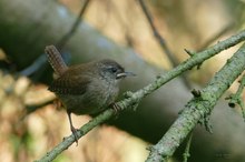 Der drittkleinste Vogel Europas