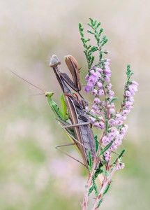 Mantis religiosa Paarung....