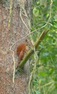 Letztlich im Wald