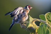 Distelfink – Stieglitz (Carduelis carduelis)