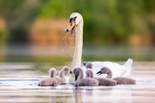 Schwan bei der Fütterung seiner Jungen