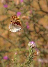 Argynnis pandora...