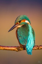 Eisvogel in der Morgensonne