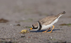 Sandregenpfeifer