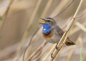 Blaukehlchen