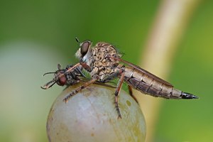 Raubfliege mit Opfer