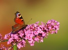 Pfauenauge auf Sommerflieder