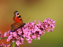 Pfauenauge auf Sommerflieder