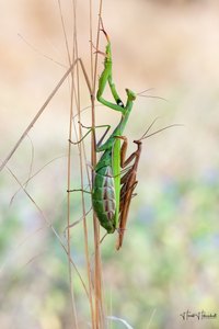 Mantidenliebe