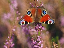 Pfauenauge auf Heideblüte