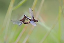 Plattbauch Libellen