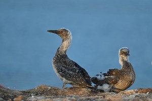 Juvenile Basstölpel