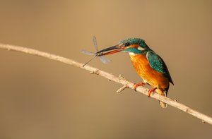 Eisvogel mit Libelle im Schnabel