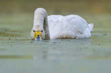 "...Singschwan bei der Nahrungsaufnahme..."