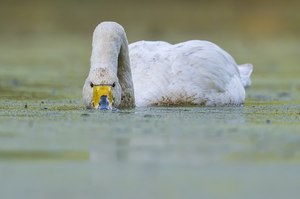 "...Singschwan bei der Nahrungsaufnahme..."