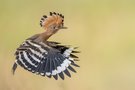 juvenile Wiedehopf im Flug