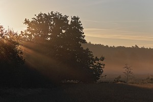 Hecke im Naturschutzgebiet Lüsekamp, Elmpter Wald, Kreis Viersen