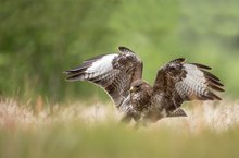 Mäusebussard bei der Jagd