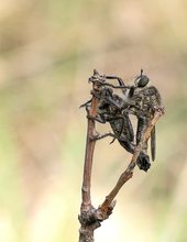 Schlichte Raubfliegen bei der Paarung